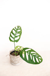 Monstera esqueleto